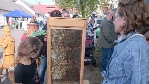 Den Zemědělce Měšice 2015 — fotografie 3