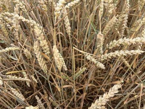 Krupobitní škody na Chrudimsku — fotografie 16