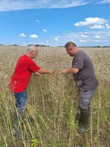 Letošní sklizeň polních plodin a likvidace pojistných událostí na plodinách — fotografie 4